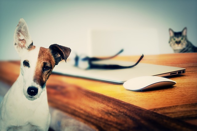 Dog insurance continues to grow