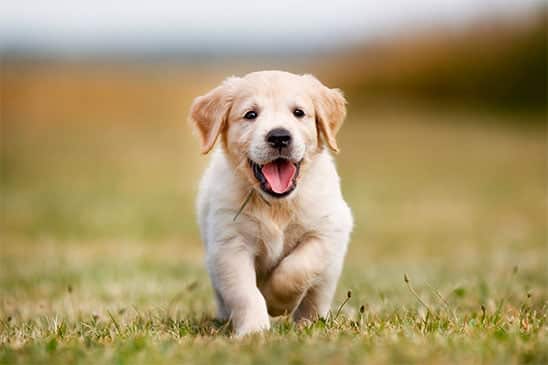 seguros mascotas zaragoza