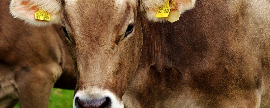 what are the existing types of agricultural insurance?