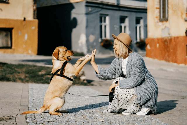 seguro para perros