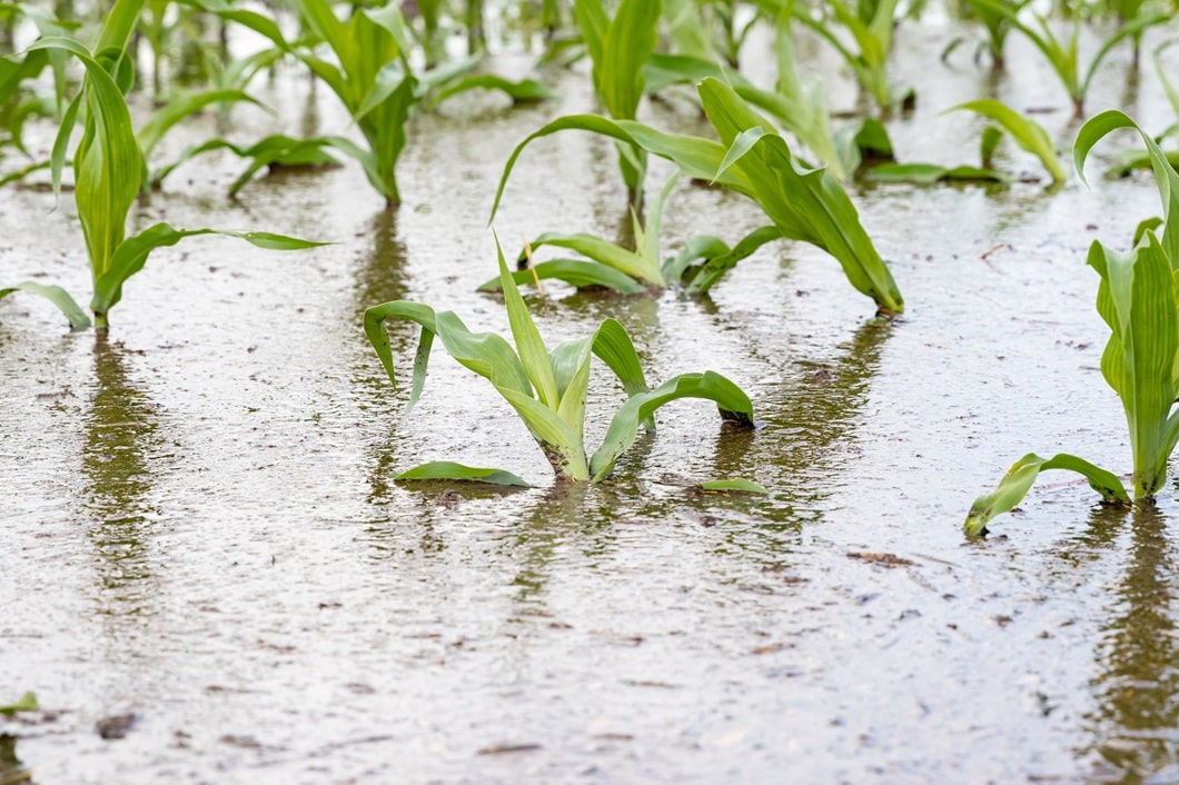 El Impacto del Cambio Climático en los Seguros Agrarios: Una Mirada a la Realidad Española
