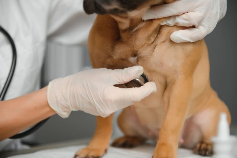 seguros mascotas zaragoza