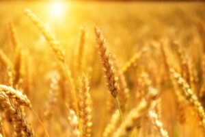 El noventa porciento de los productores de cultivos herbáceos renovará su seguro agrario. Agroseguro PIB Group Iberia